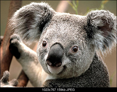 -koala.jpg