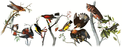 Logo Google-audubon11-hp.png