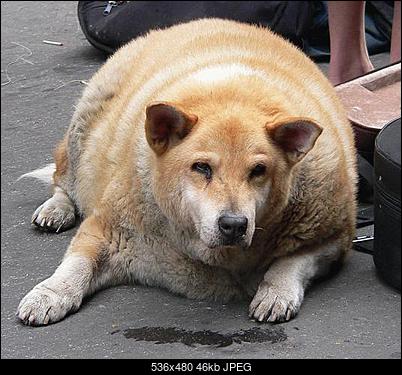 -fat-dog.jpg