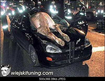Funny fotos, kawaly... itp. - jeszcze sie tak nie usmialem :)-konw-aucie.jpg
