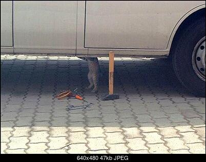Funny fotos, kawaly... itp. - jeszcze sie tak nie usmialem :)-majsterkowicz.jpg