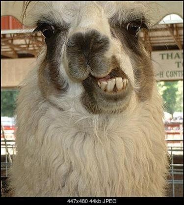 Funny fotos, kawaly... itp. - jeszcze sie tak nie usmialem :)-llama-small-.jpg