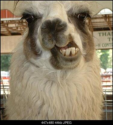Funny fotos, kawaly... itp. - jeszcze sie tak nie usmialem :)-llama-small-.jpg