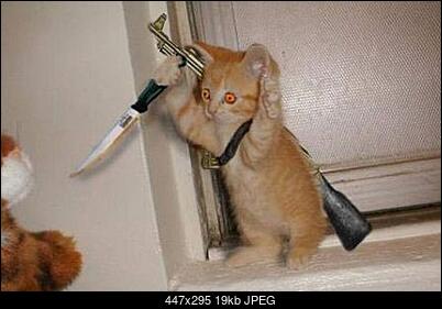 Funny fotos, kawaly... itp. - jeszcze sie tak nie usmialem :)-rambo.jpg