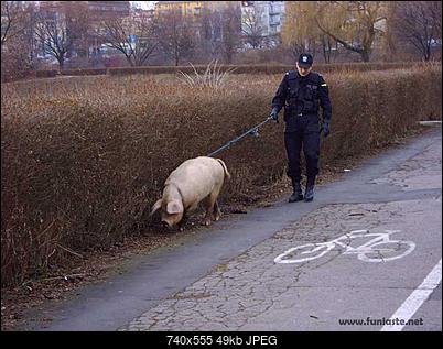 Funny fotos, kawaly... itp. - jeszcze sie tak nie usmialem :)-swiat-schodzi-...psy.jpg