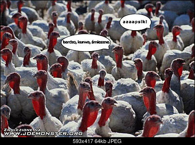 Funny fotos...-bird.jpg