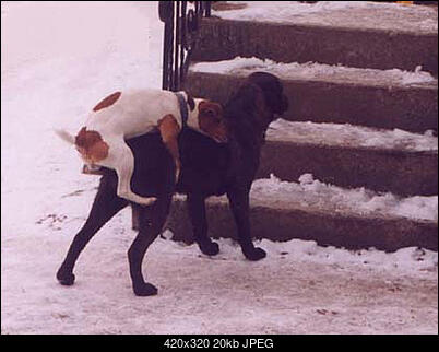 Funny fotos...-ambition.jpg