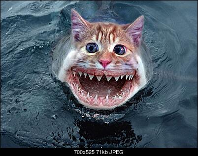 Funny fotos...-allatok_07.jpg