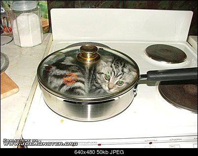 Funny fotos...-patelnia.jpg