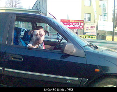 Funny fotos...-fotka-3-.jpg