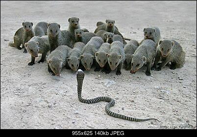 Funny fotos...-00023526.jpg