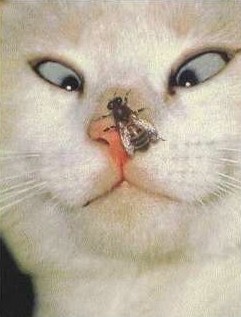 Funny fotos...-kotek.jpg