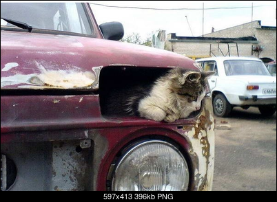 Funny fotos...-kotek.png