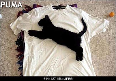 Funny fotos...-puma.jpg