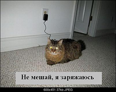 Funny fotos...-03_v_mire_kotov.jpg