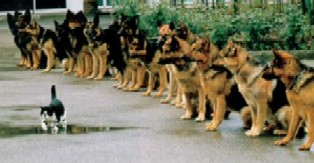 Funny fotos...-pan-kotek.jpg
