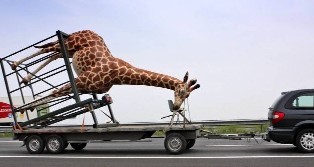 Funny fotos...-zyrafa.jpg