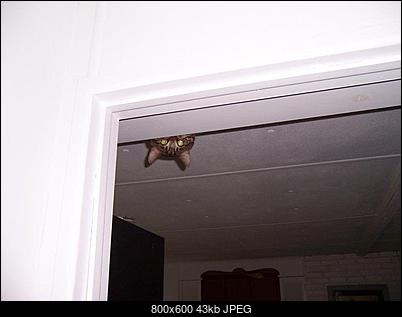 Funny fotos...-005_cats.jpg