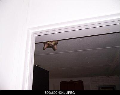 Funny fotos...-005_cats.jpg