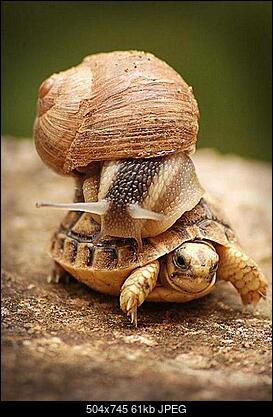 Funny fotos...-1223214012_ungewoehnlichetierliebe1222949003.jpg