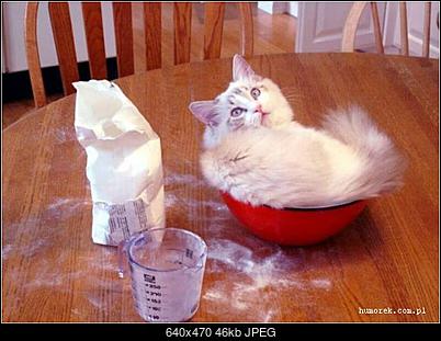 Funny fotos...-farbowanie-kotka.jpg