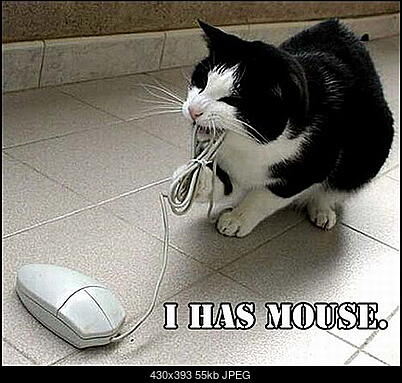 Funny fotos...-kotek-mysz.jpg