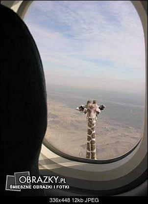 Funny fotos...-zyrafa.jpg