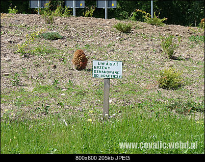 Funny fotos...-krzewy.jpg