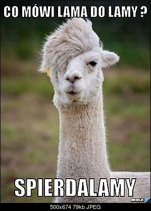Funny fotos...-e158527596_co_mowi_lama_do_lamy_.jpg