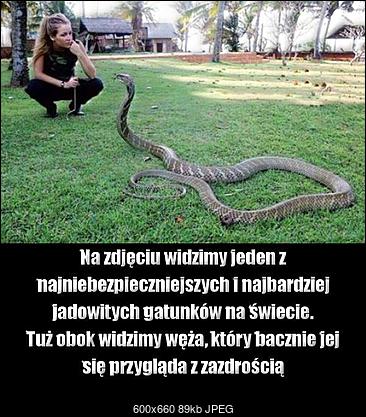 Funny fotos...-najbardziej-jadowity-gatunek-swiecie.jpg