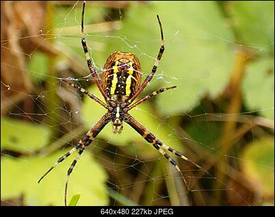 Nowy bios 812S@832S ... jednak :)-hpim1209.jpg