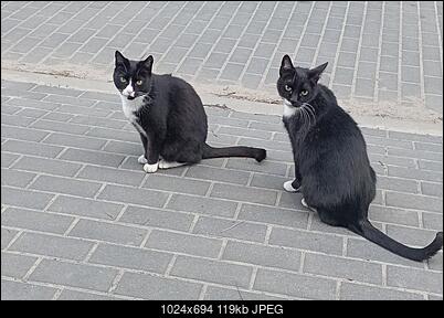 -kotki-dwa.jpg