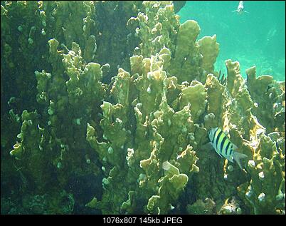 zdjecia pod woda-p8060060.jpg