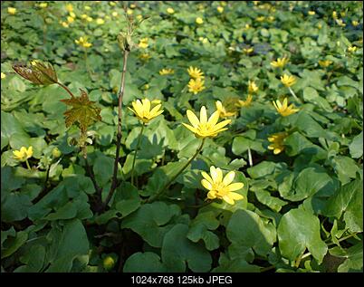 Oznaki wiosny-resize-dsc00029.jpg