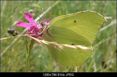 -dsc00175_2.jpg