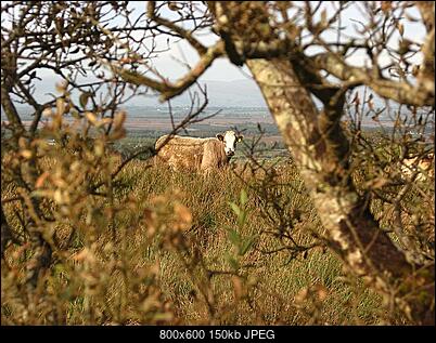 -img_1153.jpg