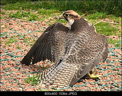 -falco_peregrinus.jpg