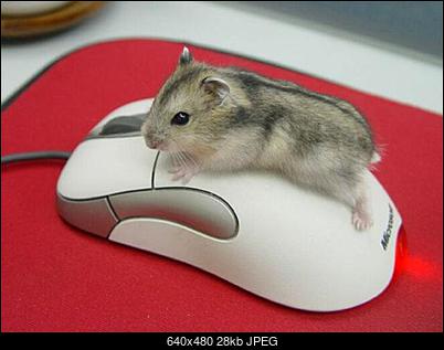 Telefoto Git Zabawa Zapraszam!-mouse-small-.jpg
