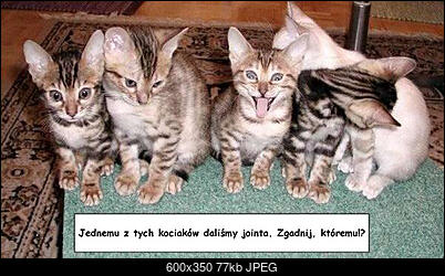 IMPREZKA ON-LINE (tylko powyzej 18 lat)-joint_cat.jpg