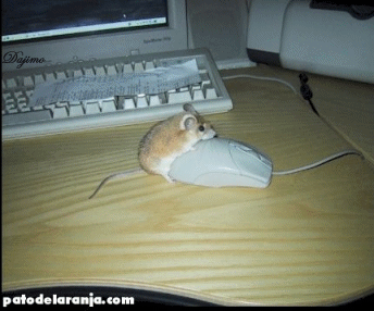 -mouse_mouse.gif