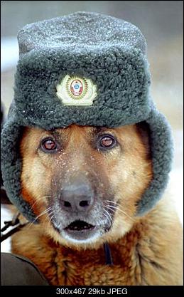 -russian-dog.jpg