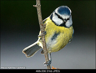 IMPREZKA ON-LINE (tylko powyzej 18 lat)-bluetitdm0511_468x336.jpg