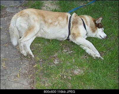 Zlot 2008-pies.jpg