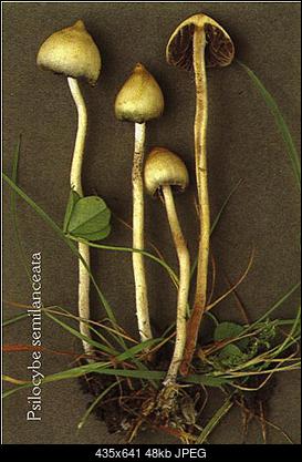 -psilocybe-semilanceata.jpg