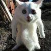Avatar u�ytkownika idzikkamil